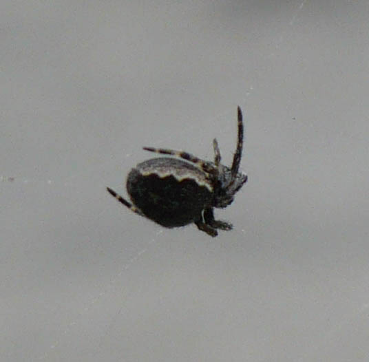 Araneus cf. angulatus - Morello (FI)